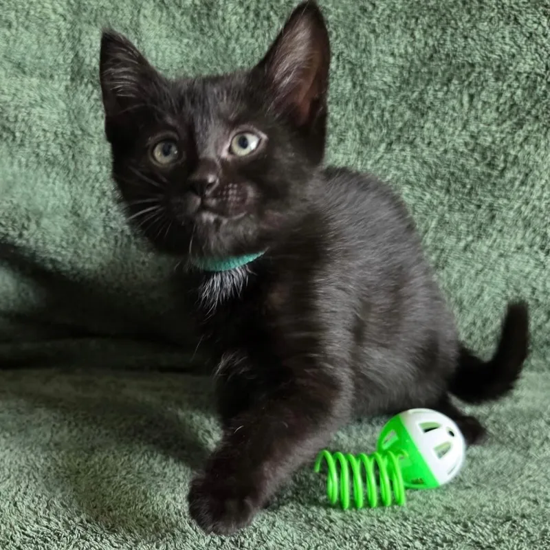 A baby small-sized female Black Domestic Short Hair cat named Cleopatra for adoption in Rochester Hills, MI