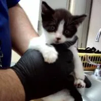 A baby small-sized female White Domestic Short Hair cat named Sweet Pea for adoption in Pleasant Hill, CA