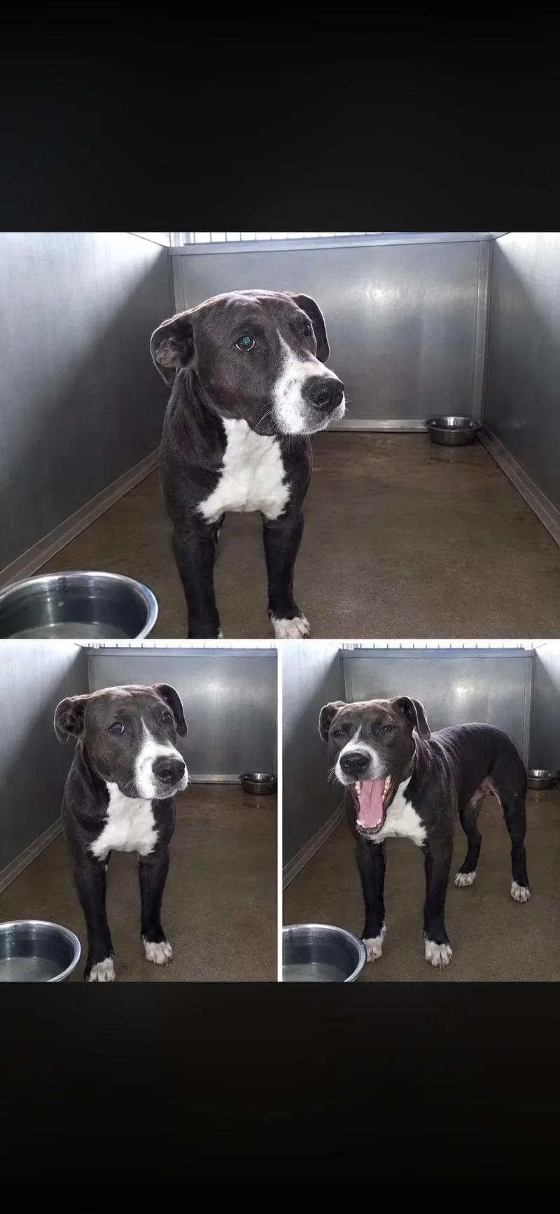 A young medium-sized male Pit Bull Terrier dog named Kevin for adoption in Greensboro, AL