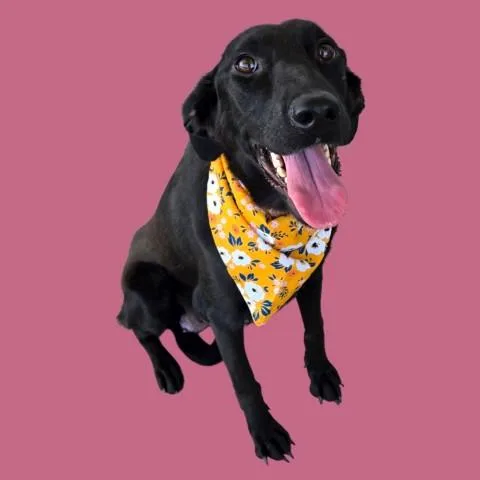 A young medium-sized female German Shepherd Dog dog named Twinkle for adoption in Bakersfield, CA