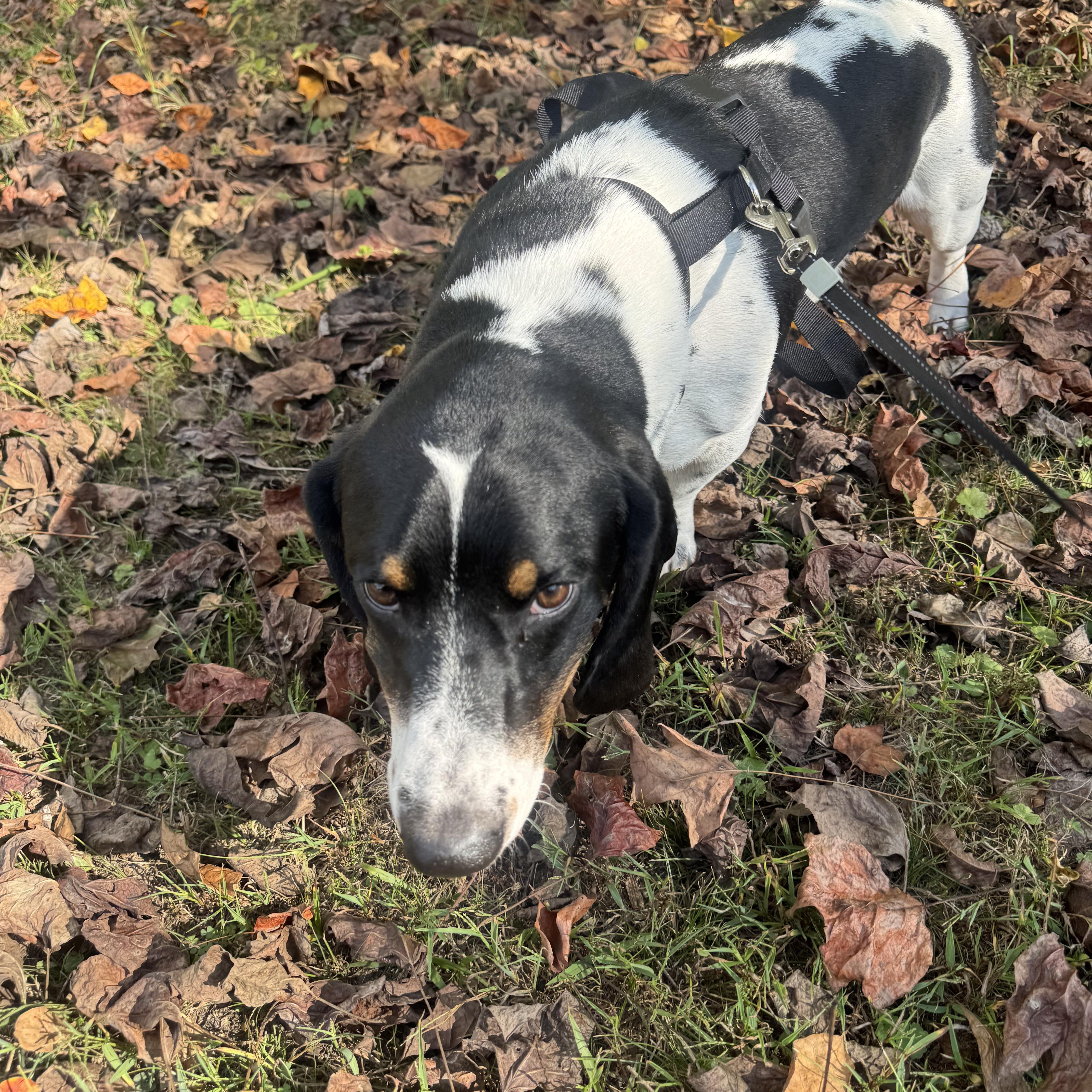A young medium-sized male Tricolor (Brown, Black, & White) Basset Hound dog named Boone for adoption in Brentwood, TN