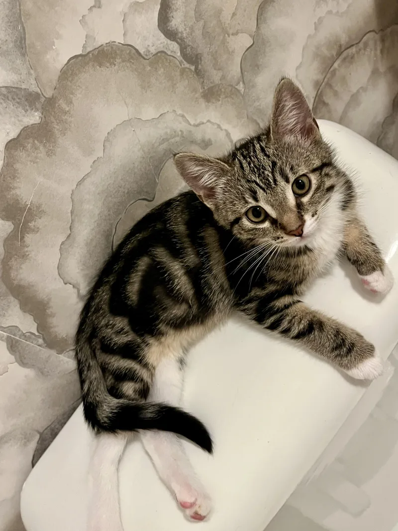 A baby small-sized female Tabby (Brown / Chocolate) Domestic Short Hair cat named Ariel for adoption in San Diego, CA