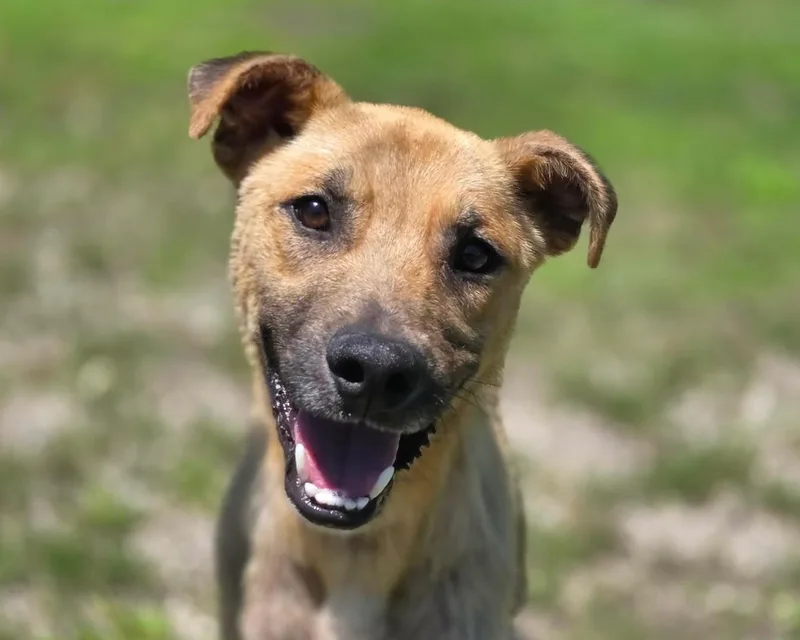 A young medium-sized male Yellow / Tan / Blond / Fawn Black Mouth Cur dog named Vincent for adoption in Anniston, AL