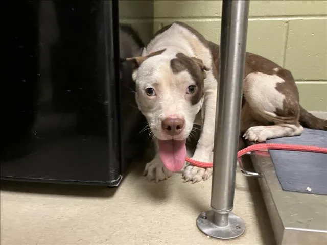 A young medium-sized male Pit Bull Terrier dog named Dean for adoption in Chapel Hill, NC