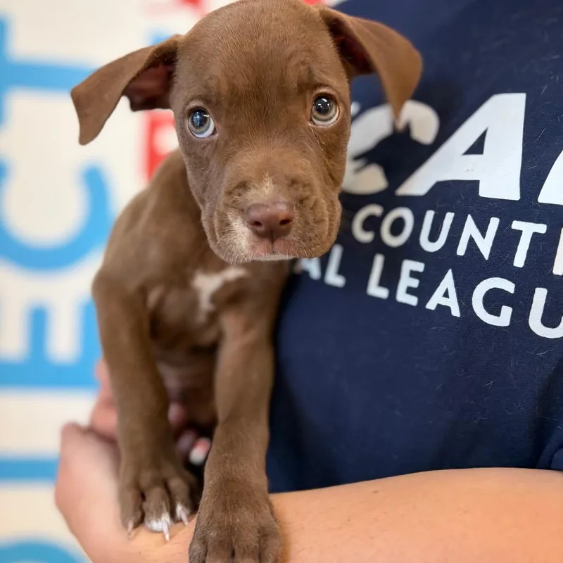 A baby small-sized female Mixed Breed dog named Anastasia for adoption in Morrisville, VT