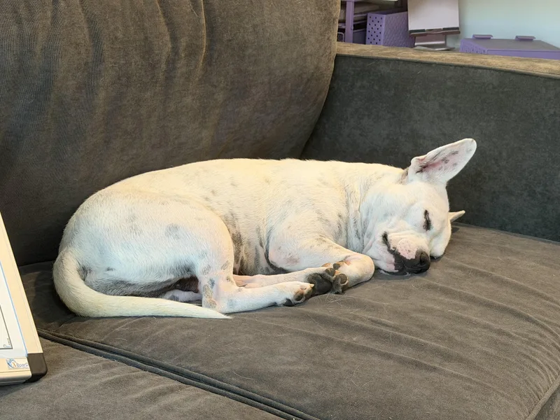 A young medium-sized female American Staffordshire Terrier dog named Melody for adoption in Plano, TX