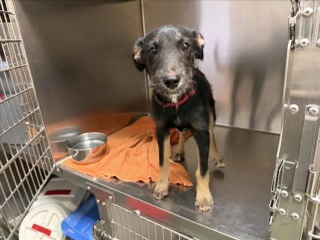 A baby small-sized male Mixed Breed dog named Oxford for adoption in Santa Fe, NM