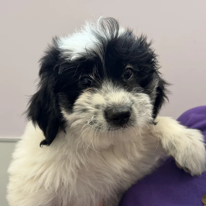 A baby medium-sized male Mixed Breed dog named Nerd for adoption in Cooperstown, NY