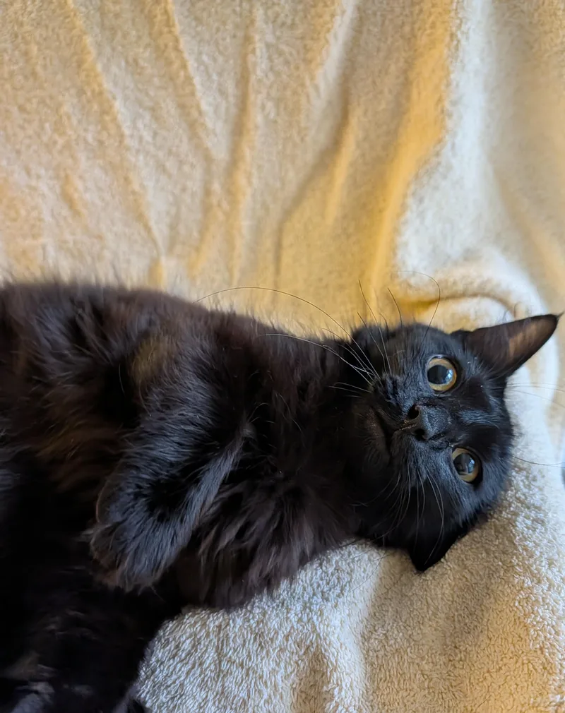 A young medium-sized female Black Domestic Medium Hair cat named Mindy for adoption in Brockport, NY