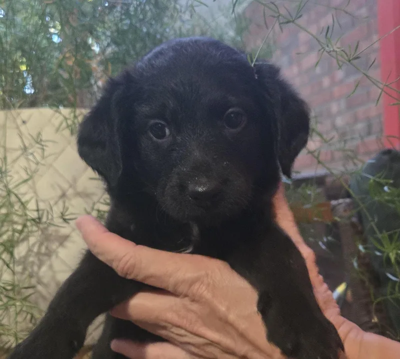 A baby medium-sized male Labradoodle dog named Nolan for adoption in Cumming, GA