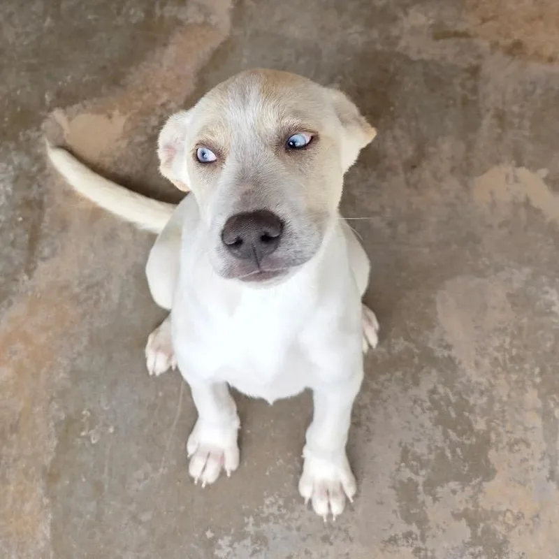 A baby large-sized male White / Cream Labrador Retriever dog named Thor for adoption in Oxford, ME