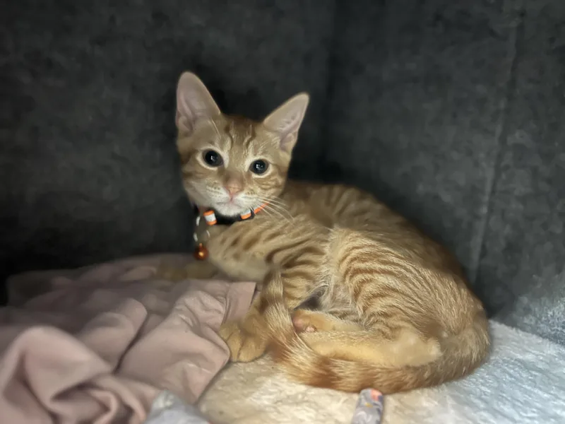 A baby medium-sized male Tabby (Orange / Red) Domestic Short Hair cat named Gus for adoption in Lauderhill, FL