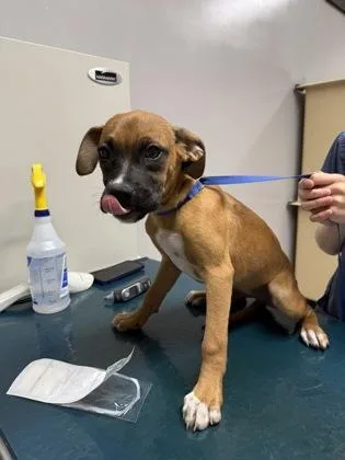 A baby medium-sized female Boxer dog named Lainey for adoption in Pequot Lakes, MN