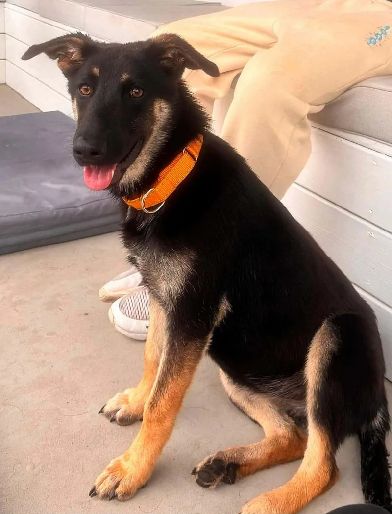 A young medium-sized female Black Shepherd dog named Mercy Rae for adoption in Hopkinton, MA