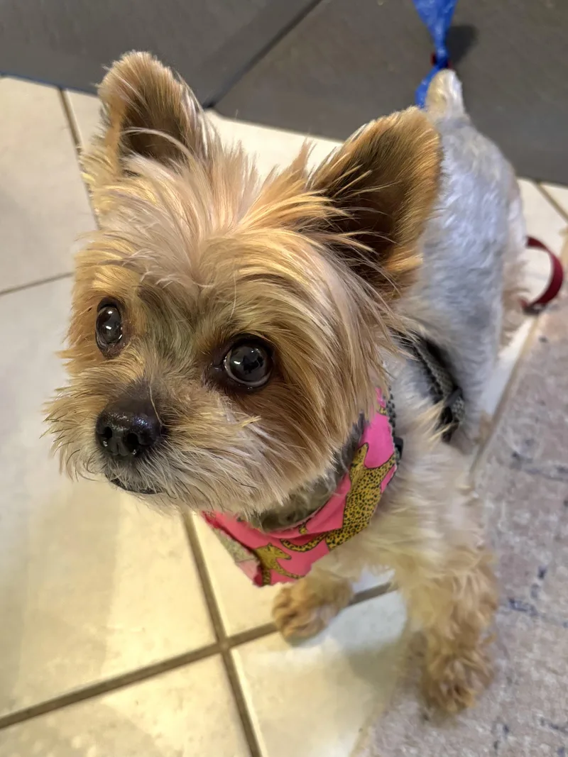A senior small-sized male Brown / Chocolate Yorkshire Terrier dog named :::miko::: for adoption in Yorba Linda, CA