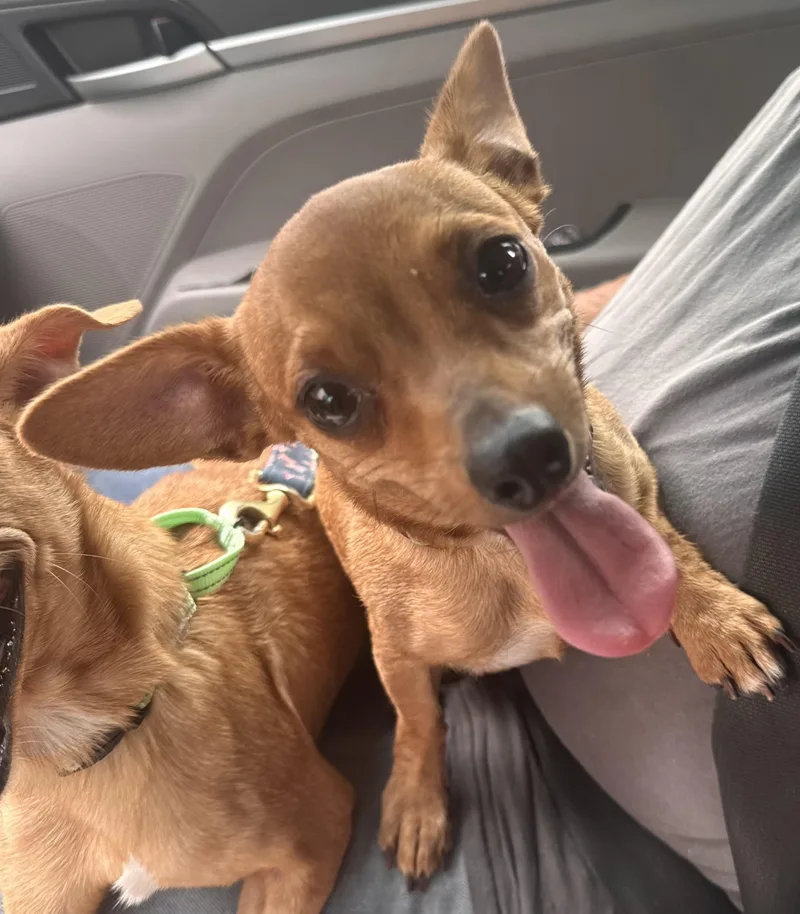 An adult small-sized female Chihuahua dog named Nova for adoption in San Antonio, TX