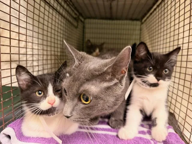 A baby small-sized female Domestic Short Hair cat named Petunia Pig for adoption in Tustin, CA