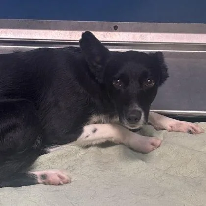 An adult medium-sized female Border Collie dog named Piper for adoption in Merriam, KS