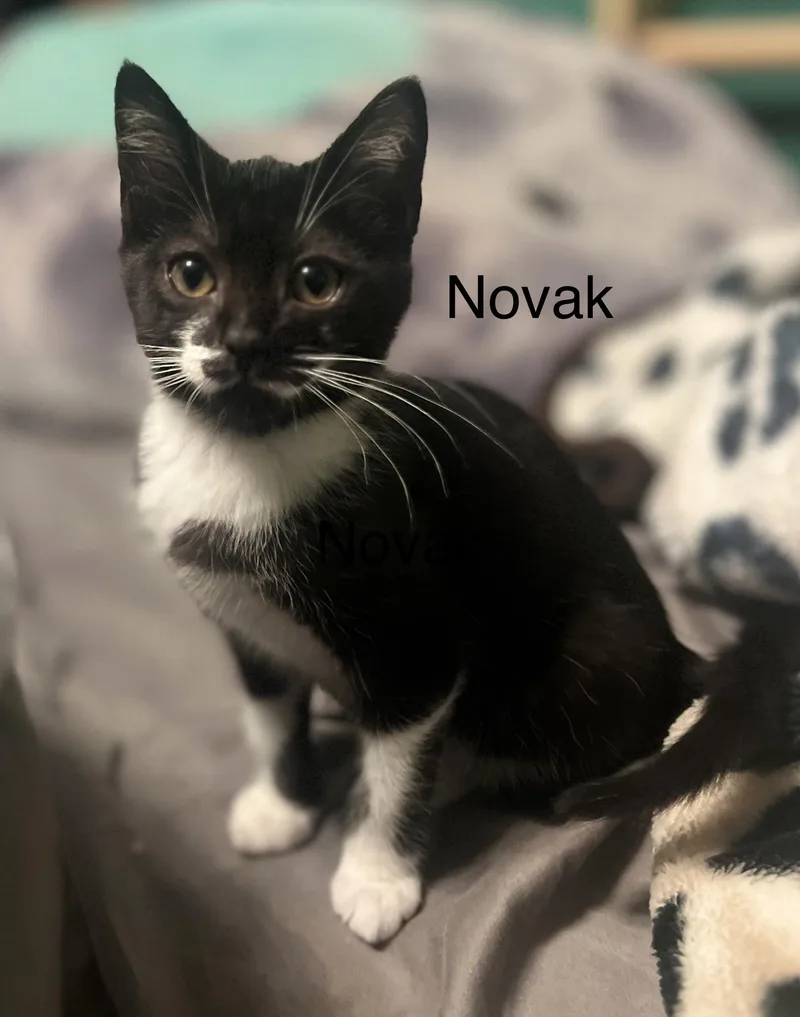 Novak