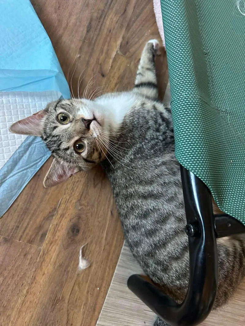 A young medium-sized male Tabby (Brown / Chocolate) Domestic Short Hair cat named Aidan for adoption in Belchertown, MA