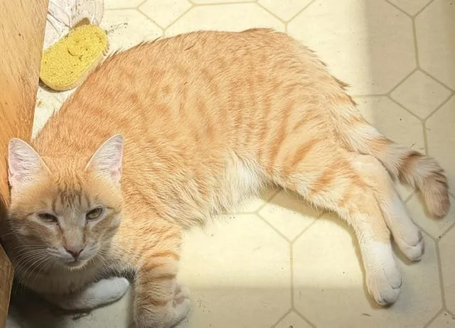 An adult medium-sized male Orange & White Domestic Short Hair cat named Goose for adoption in Eugene, OR