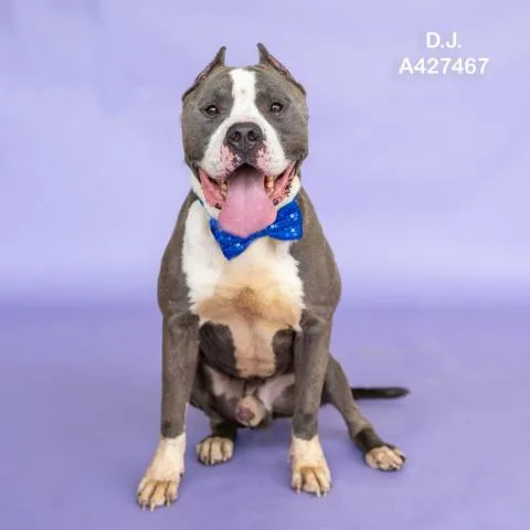 An adult medium-sized male Pit Bull Terrier dog named D.j. for adoption in Conroe, TX