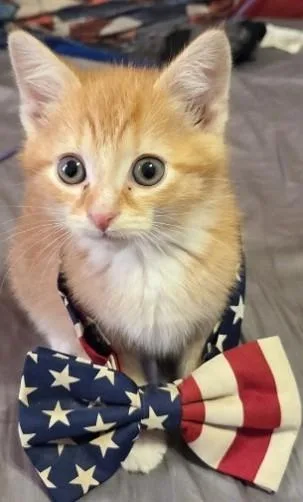 A baby small-sized male Domestic Short Hair cat named Finn for adoption in Leesburg, VA