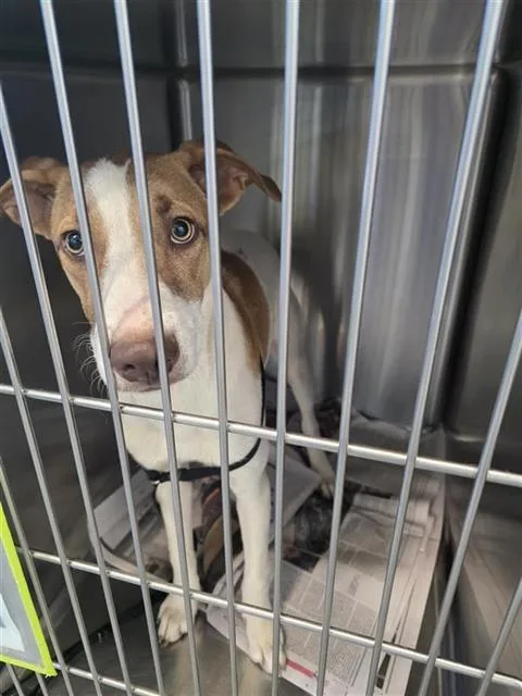 A young medium-sized female Terrier dog named Jenni for adoption in San Antonio, TX