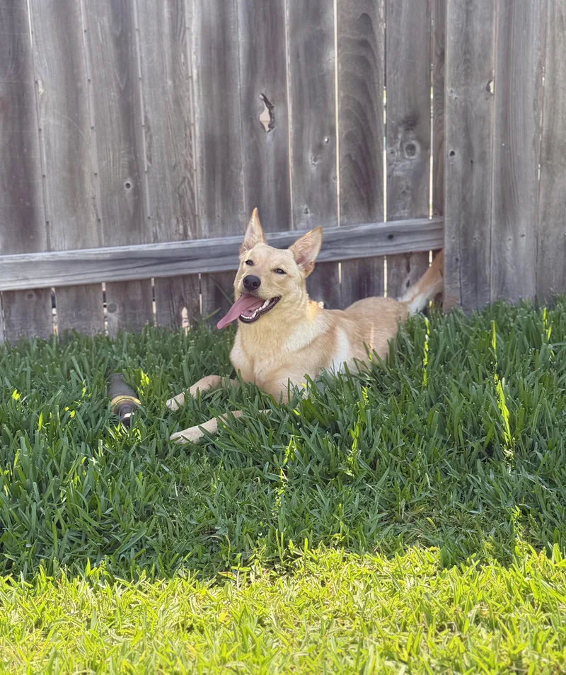 A young medium-sized female Yellow / Tan / Blond / Fawn Australian Shepherd dog named Geanna Wat for adoption in Missouri City, TX