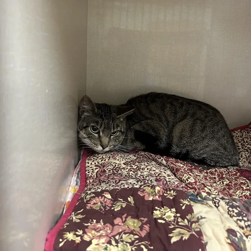 A young small-sized male Brown / Chocolate Domestic Short Hair cat named Tomato for adoption in Conway, NH