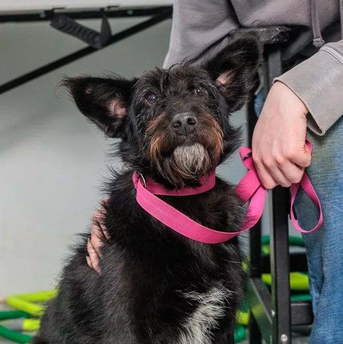 A baby medium-sized female Goldendoodle dog named Ophelia for adoption in Chester Springs, PA
