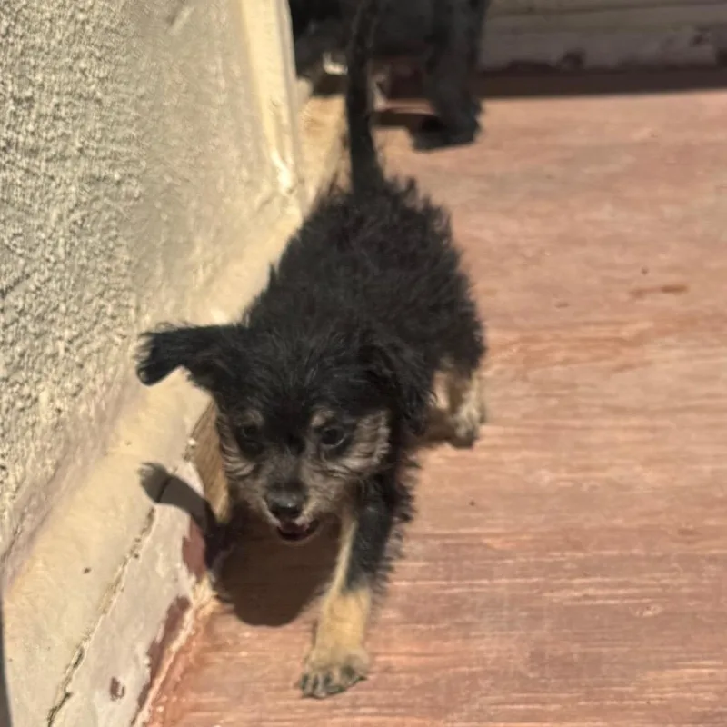 A baby small-sized female Black Terrier dog named Uma for adoption in Phoenix, AZ