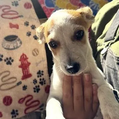 A baby small-sized male White / Cream Terrier dog named Corbin for adoption in Sonoma, CA