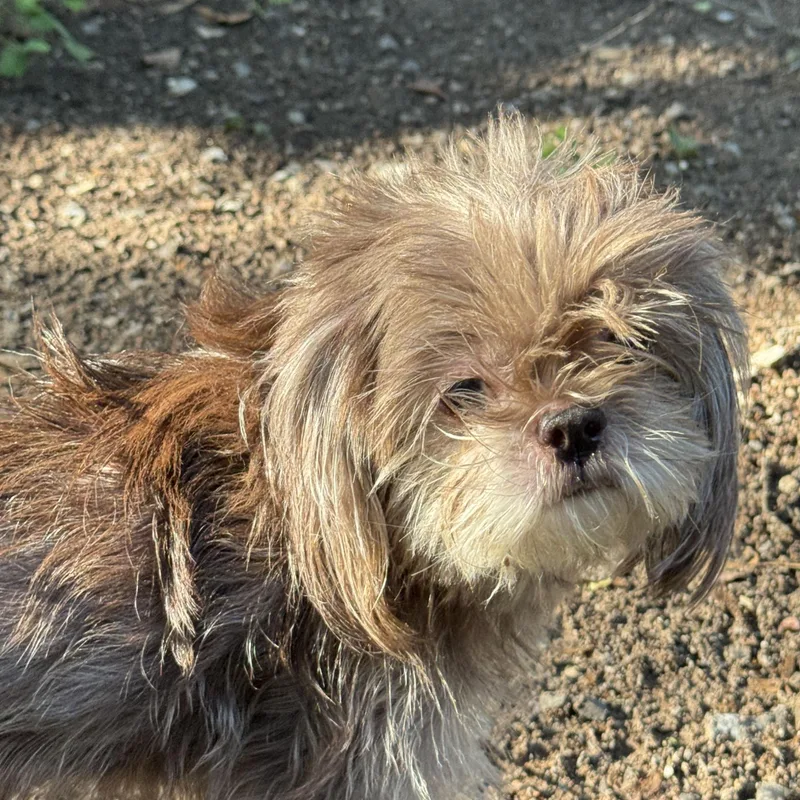 An adult small-sized female Shih Tzu dog named Coco for adoption in Mobile, AL