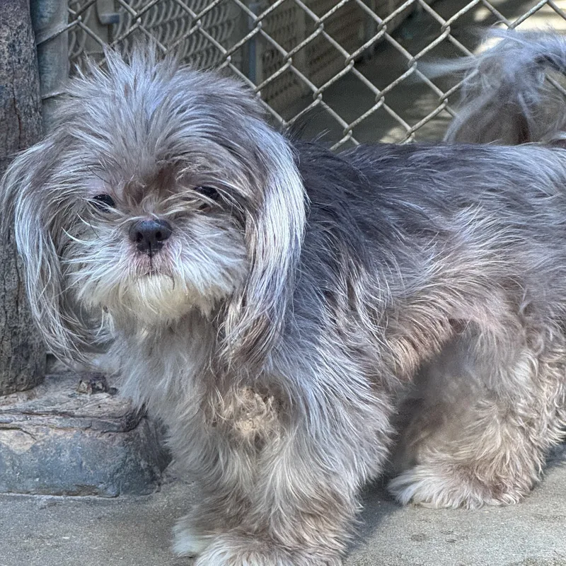 Coco thumbnail 3