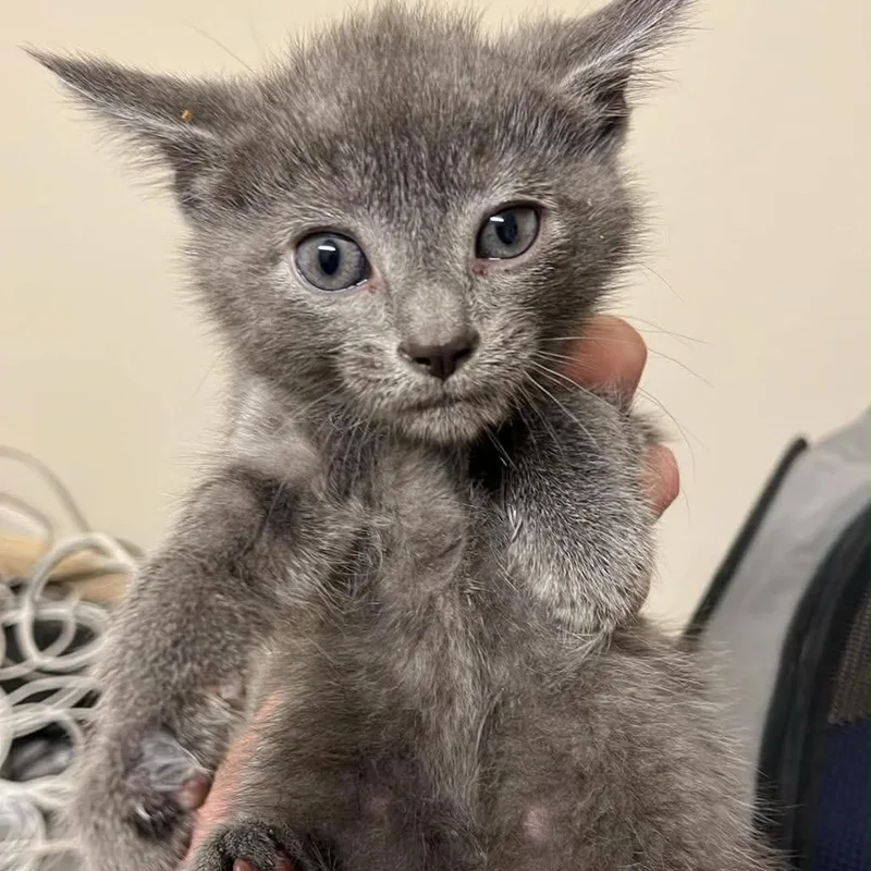 A baby small-sized male Gray / Blue / Silver Domestic Short Hair cat named Stoney for adoption in Pasadena , MD