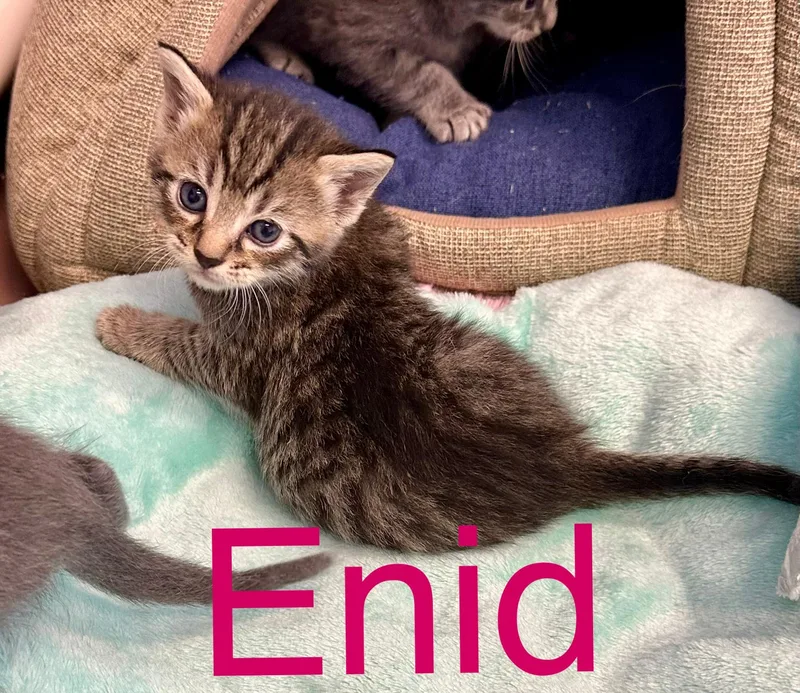 Enid thumbnail 2
