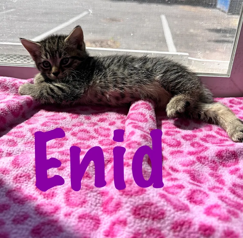 Enid thumbnail 3