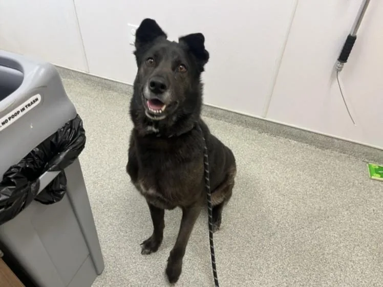 An adult large-sized male Akita dog named Papa for adoption in Loveland, CO