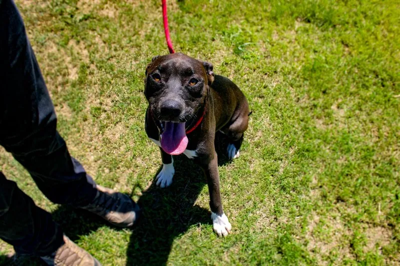 An adult large-sized female Pit Bull Terrier dog named Sadie for adoption in McFarland, CA