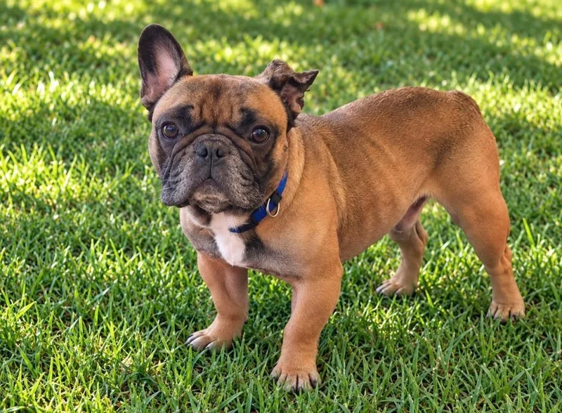 An adult medium-sized male French Bulldog dog named Arnold for adoption in Sebastian, FL