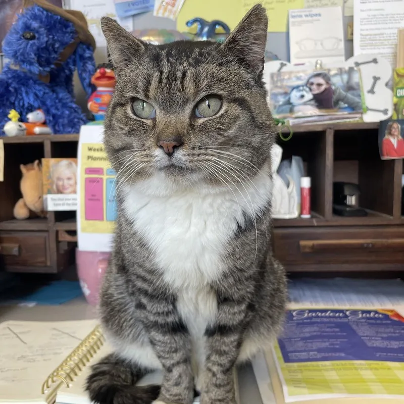 A senior medium-sized male Brown / Chocolate Domestic Short Hair cat named Nene for adoption in Allentown, PA