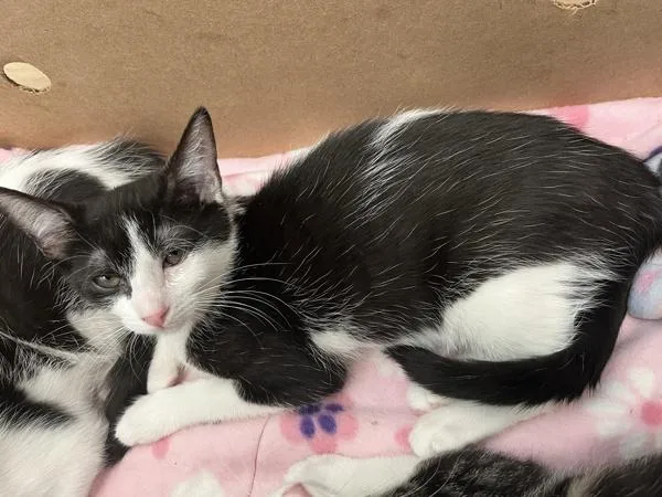 A baby small-sized female Domestic Short Hair cat named Bud for adoption in Ridgewood, NY
