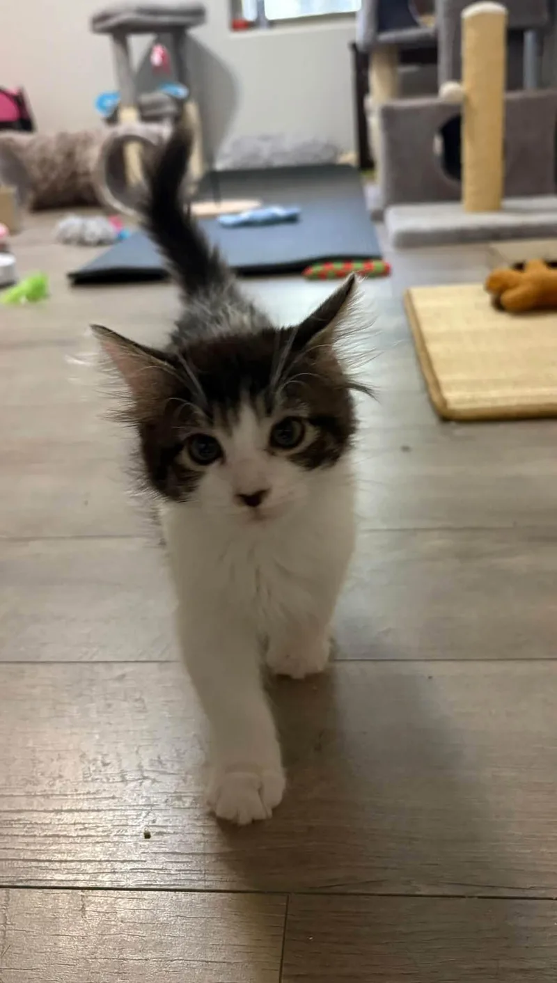 A baby medium-sized female Black & White / Tuxedo Domestic Short Hair cat named Wish for adoption in Queen Creek, AZ