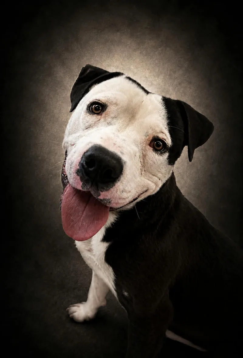 An adult medium-sized male Pit Bull Terrier dog named Noir for adoption in Shelbyville, KY