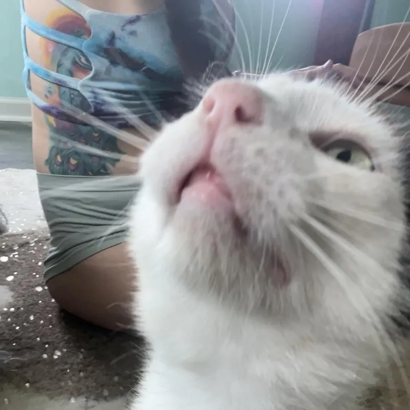 An adult medium-sized female Black & White / Tuxedo American Shorthair cat named Luna for adoption in Houston, TX