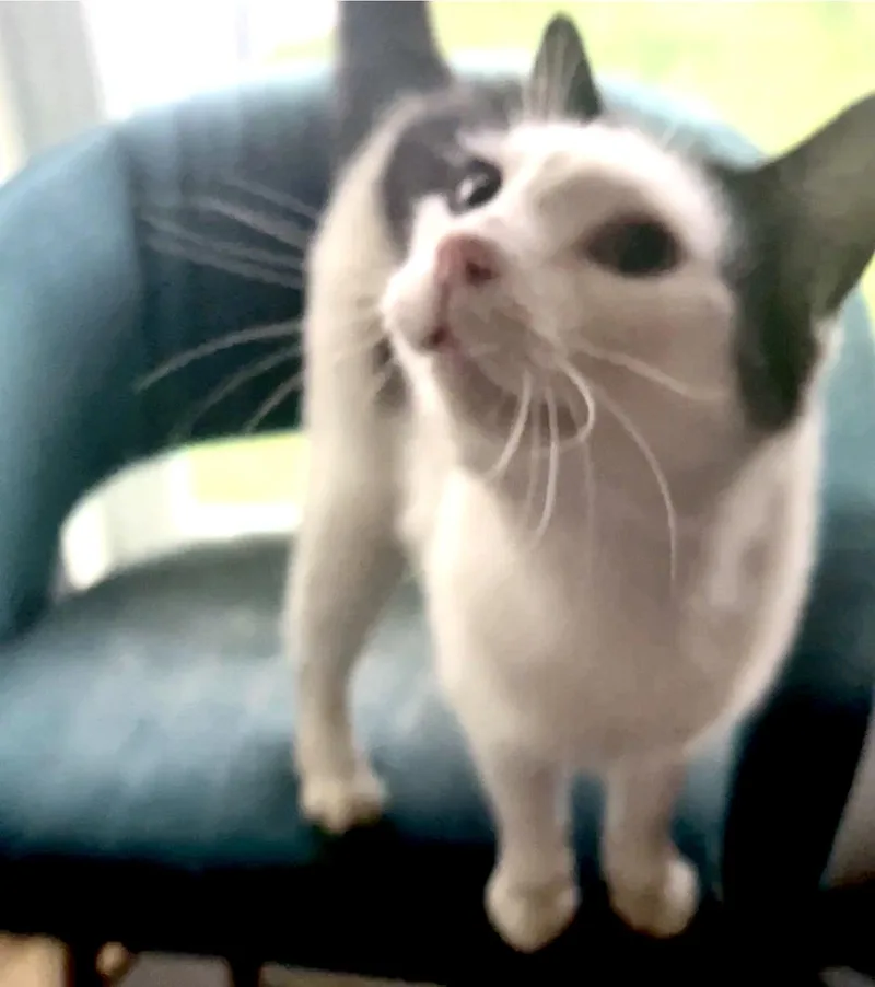 Luna thumbnail 4