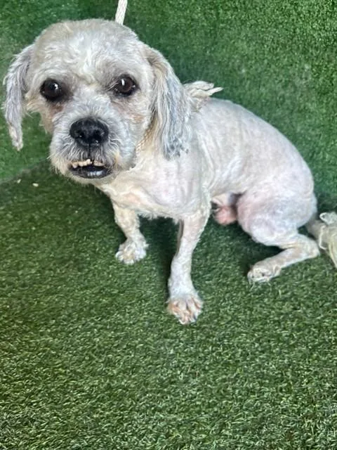 An adult small-sized male Poodle dog named Motty for adoption in Lancaster, CA