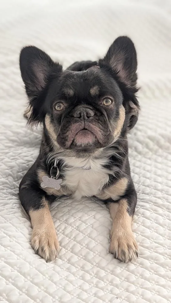 Chocolate thumbnail 2