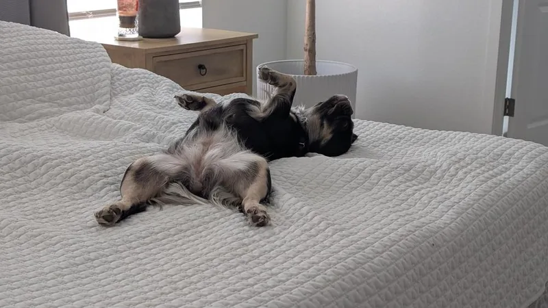 Chocolate thumbnail 3